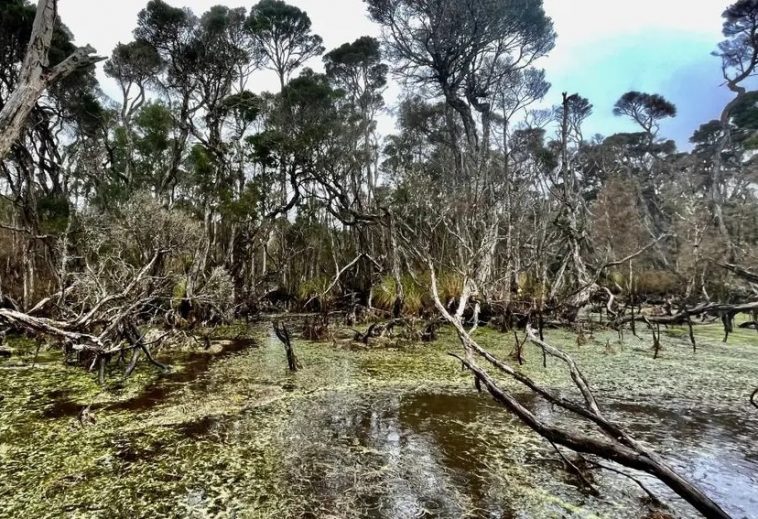 Emerald-Swamp_social-crop